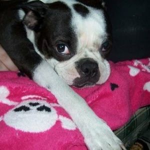 Meet your Posher, Bentley